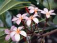 /album/fotogaleria/frangipani-flowers-jpg/